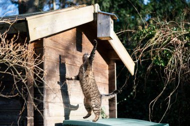 av kedisi kuş evine ulaşıyor.