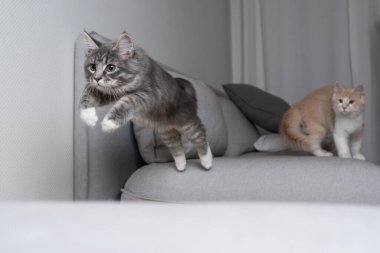 Kanepenin üzerinden atlayan şakacı kedi