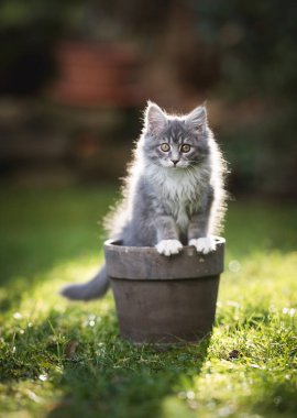 Maine Rakunu, saksıdaki kedi yavrusu