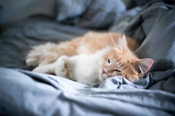 Chat dormir dans le lit salissant — Photo