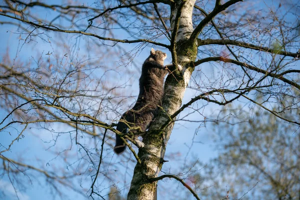 Kočka šplhá na holý strom — Stock fotografie