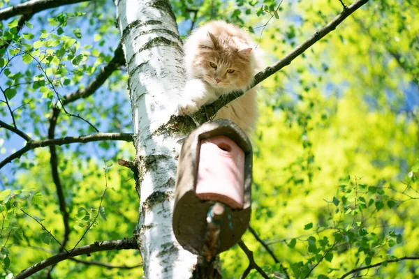 Kočka lezení strom dosažení ptačí budky — Stock fotografie