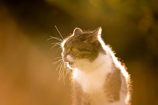 夕阳西下英国短毛猫 — 图库照片