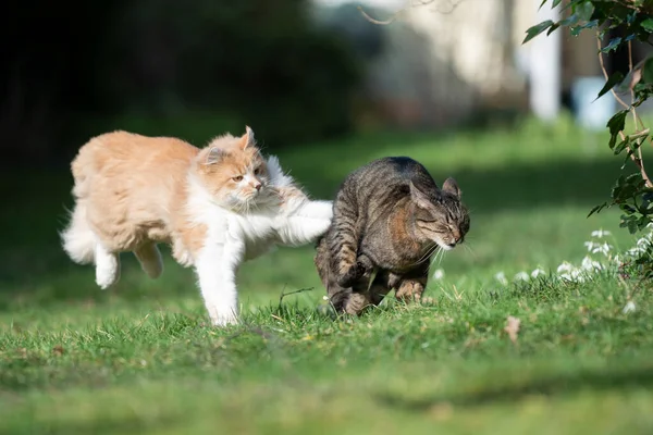 Gato corriendo atacando a otro gato al aire libre — Foto de Stock