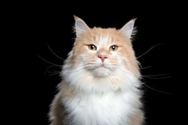 Maine coon porträtt på svart — Stockfoto