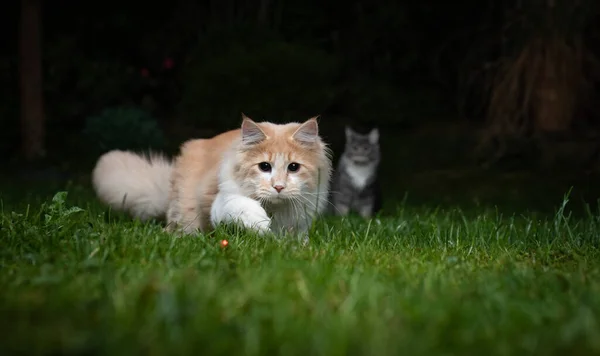 Cat hunting laser pointer dot outdoors at night — Stock Photo, Image