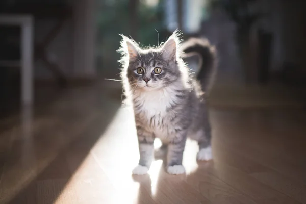 Милый котенок-котенок, стоящий в подсветке — стоковое фото