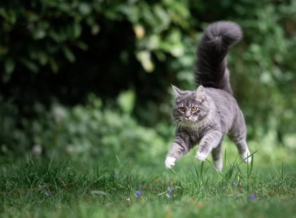 Кошка бежит, перепрыгивая через лавку — стоковое фото