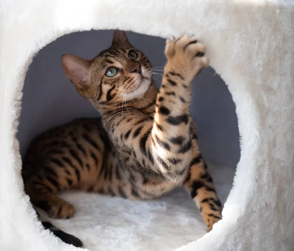Evcil mağaradaki oynak Bengal kedisi — Stok fotoğraf