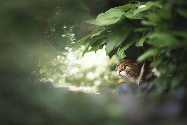 Kat verstopt zich in de struiken — Stockfoto