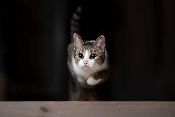 집안에서 뛰어오르는 장난기있는 고양이 — 스톡 사진