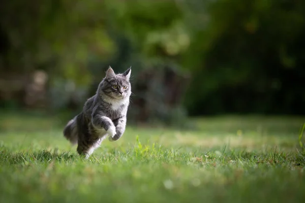 Cat running in garden — Stock Photo, Image