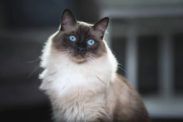 Mavi gözlü bez bebek kedi portresi — Stok fotoğraf