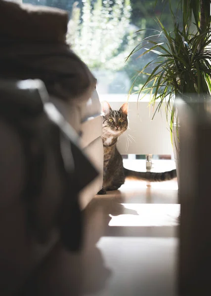Стеснительная кошка рядом с окном — стоковое фото