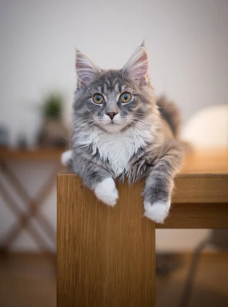 Kedi yemek masasında dinleniyor. — Stok fotoğraf
