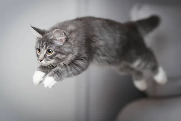 Brincalhão maine coon gatinho pulando no sofá — Fotografia de Stock