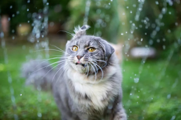 Chat secouant l'eau à l'extérieur — Photo