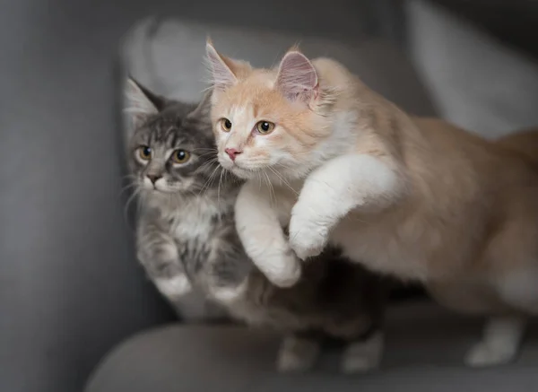 Två maine coon katter hoppar samtidigt — Stockfoto