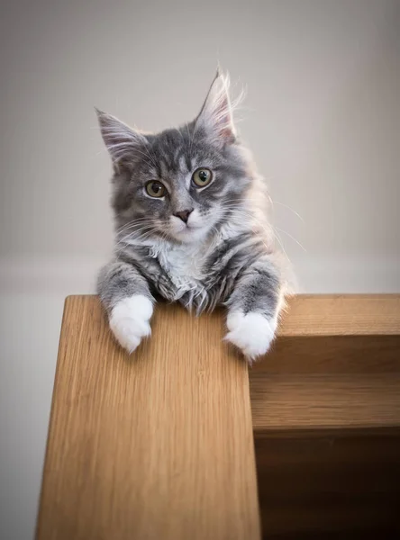 Katze ruht auf Esstisch — Stockfoto