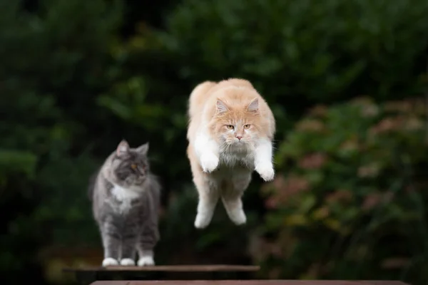 Maine coon gato pulando ao ar livre — Fotografia de Stock