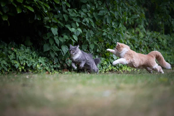 Dois gatos jogando correndo na grama — Fotografia de Stock