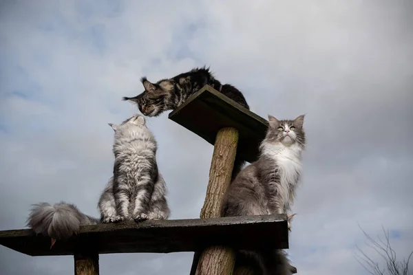 group of cats on scratching post