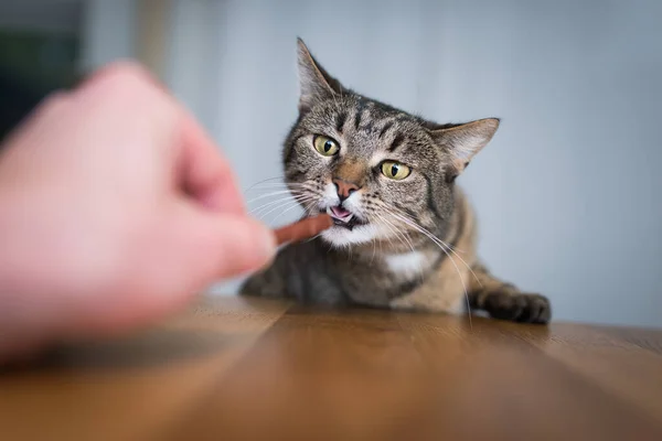 Gato alcanzando para tratar palo — Foto de Stock