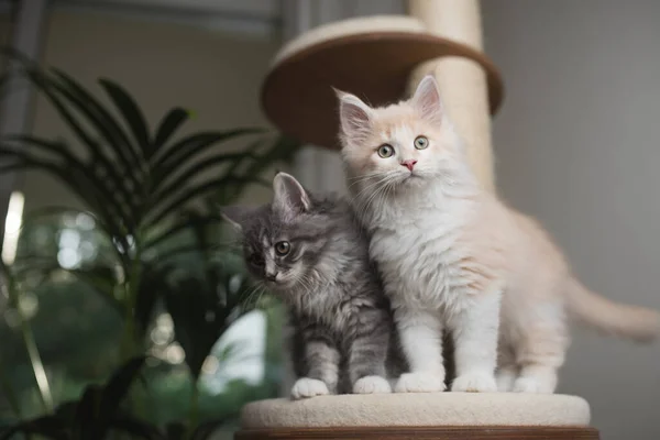 Zwei Maine Coon Kätzchen auf Kratzpfosten — Stockfoto