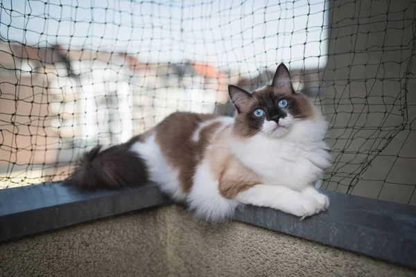 Кіт відпочиває на балконі з мережею безпеки — стокове фото
