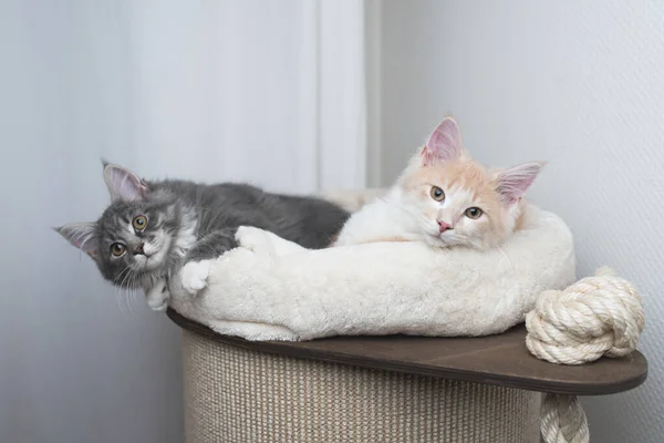 Deux chatons relaxant sur baril à gratter — Photo