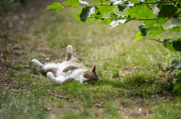 Γάτα χαλαρώνοντας σε εξωτερικούς χώρους που βρίσκονται στην πλάτη — Φωτογραφία Αρχείου