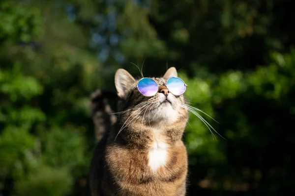 Kočka nosí sluneční brýle venku — Stock fotografie