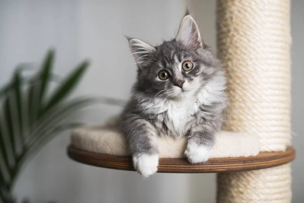 Maine coon kitten on scratching post — Stock Photo, Image