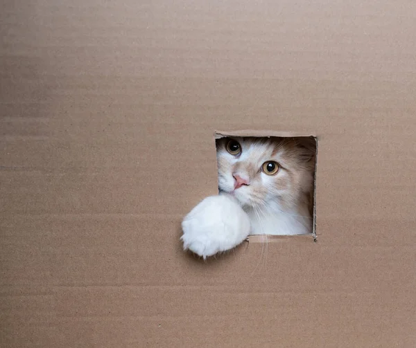 Cat inside of cardboard box looking out of window — Stock Photo, Image