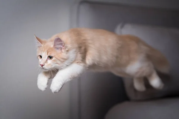 playful maine coon kitten jumping on sofa