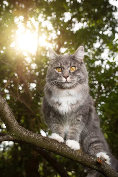 Кот на дереве при солнечном свете — стоковое фото