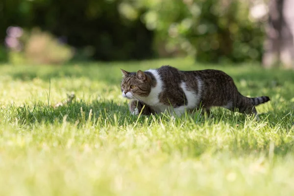 Espreitando gato andando abaixado na grama — Fotografia de Stock