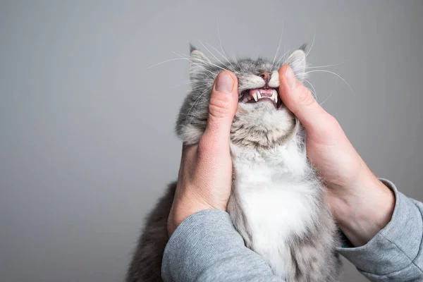Gato mostrando dentes saudáveis — Fotografia de Stock