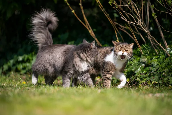 Кошки ходят бок о бок на открытом воздухе — стоковое фото