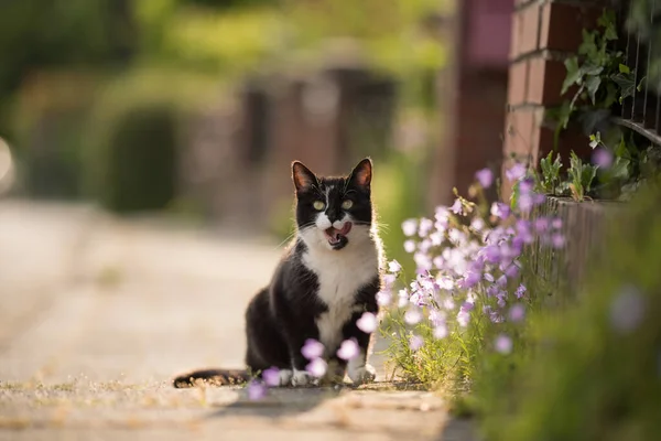 Cat on the sunny sidewalk — Stock Photo, Image