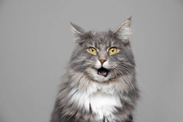 รูปภาพแมวตลก — ภาพถ่ายสต็อก