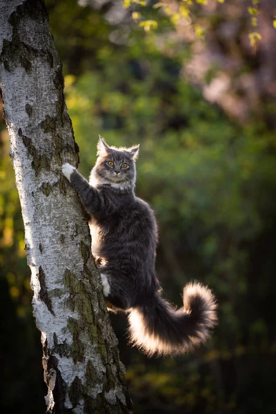 Mladá maine mýval kočka šplhání na strom — Stock fotografie