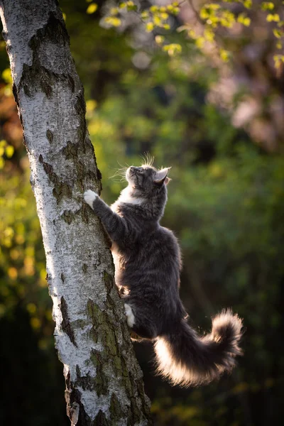 Joven maine coon gato subir árbol — Foto de Stock