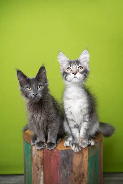 Two curious maine coon kittens — Stock Photo, Image