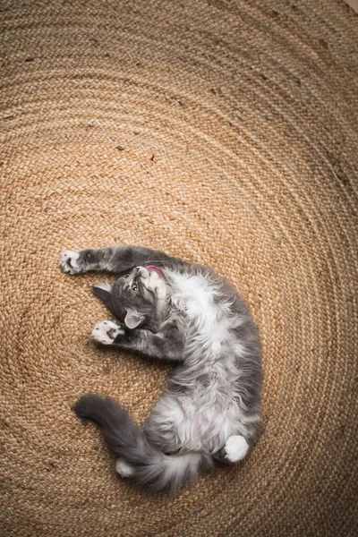 Maine coon gatito en la alfombra estiramiento y aseo — Foto de Stock