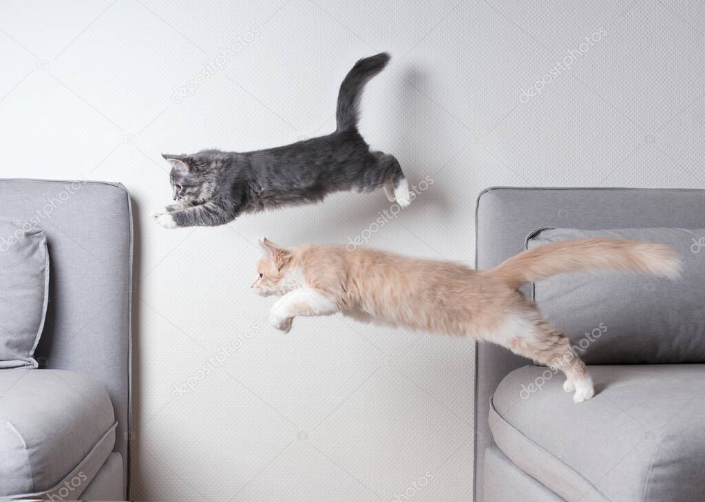 two maine coon cats jumping side by side