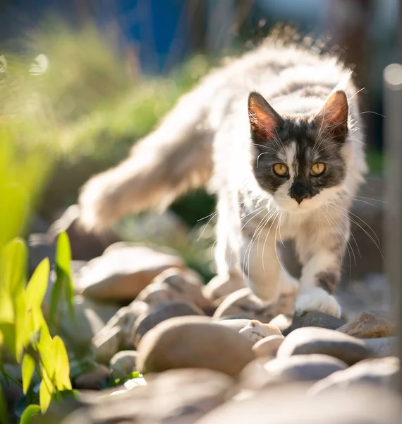 Faine Mosómedve cica roaming -ban suny garden — Stock Fotó