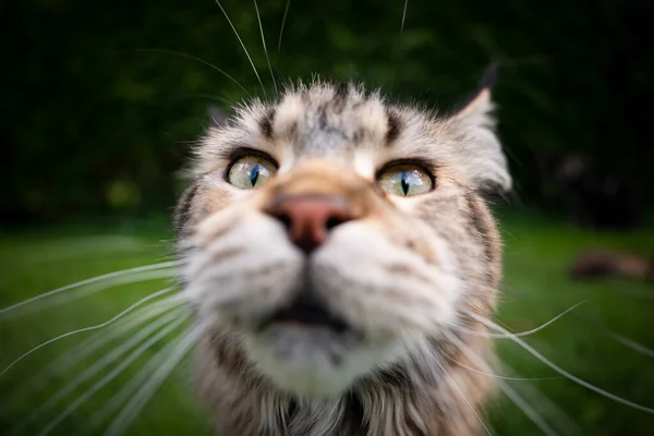 Funny maine coon cat portrait — Stock Photo, Image