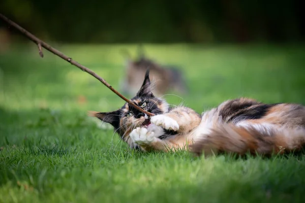 Spela maine coon kattunge utomhus — Stockfoto