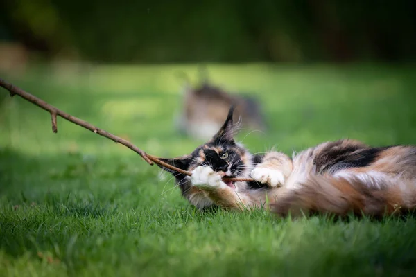 Giocare maine coon gattino all'aperto — Foto Stock